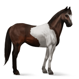 jazdecký kôň americký paint horse tmavý hnedák tobiano