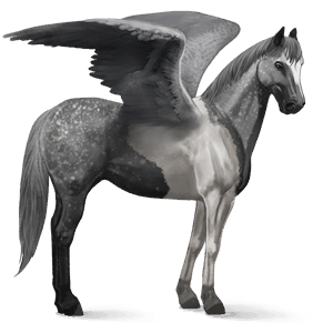 jazdecký pegas shagya arabian škvrnitý šedý