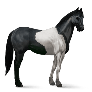 jazdecký kôň holštajnský kôň svetlý hnedák