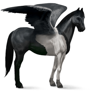 jazdecký pegas americký paint horse čierny overo