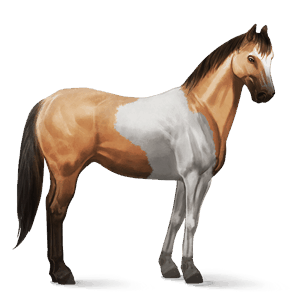 jazdecký kôň americký paint horse sivý tobiano
