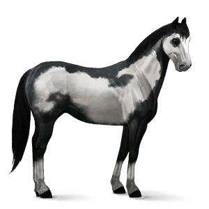 jazdecký kôň frízsky kôň čierny