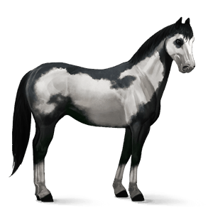 jazdecký kôň gypsy vanner gaštanový tobiano