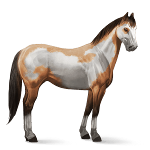 jazdecký kôň americký paint horse sivý overo