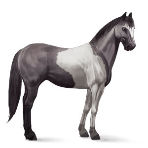 jazdecký kôň americký paint horse myšací šedý tobiano