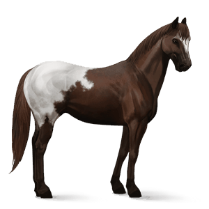 jazdecký kôň americký paint horse gaštanový tobiano
