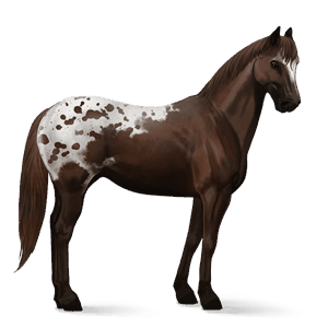 jazdecký kôň americký paint horse gaštanový tobiano