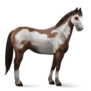 jazdecký kôň americký paint horse hnedák overo