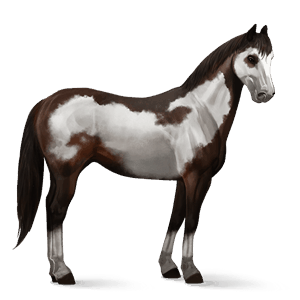 jazdecký kôň americký paint horse tmavý hnedák overo