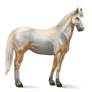 jazdecký kôň americký paint horse palomino overo