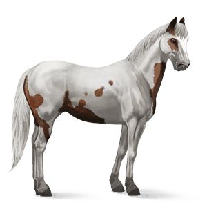 jazdecký kôň americký paint horse hnedák tobiano