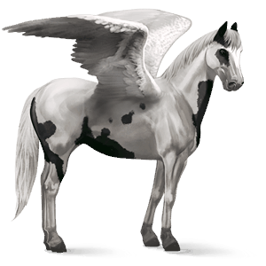 jazdecký pegas americký paint horse čierny tovero