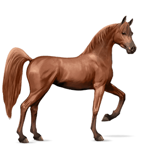 jazdecký kôň arabský kôň gaštanový