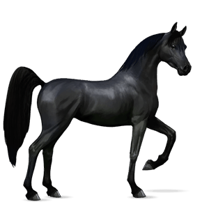 jazdecký kôň čierny