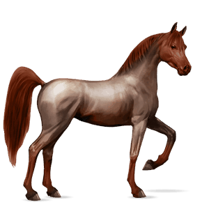 jazdecký kôň hnedý ryšiak