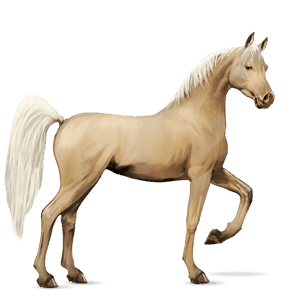 jazdecký kôň lipican svetlošedý
