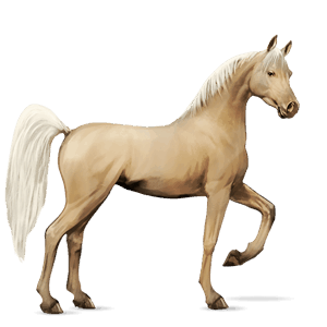 jazdecký kôň škvrnitý beluš