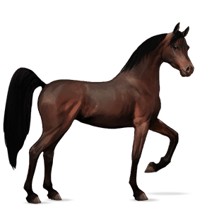 jazdecký kôň arabský kôň tmavý hnedák