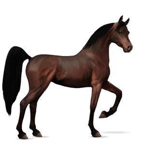 jazdecký kôň gypsy vanner ryšiak tobiano