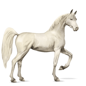 jazdecký kôň shagya arabian svetlošedý
