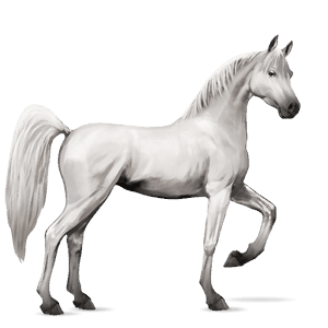 jazdecký kôň arabský kôň svetlošedý
