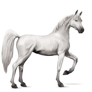 jazdecký kôň gypsy vanner gaštanový tobiano