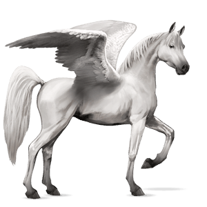 jazdecký pegas shagya arabian svetlošedý