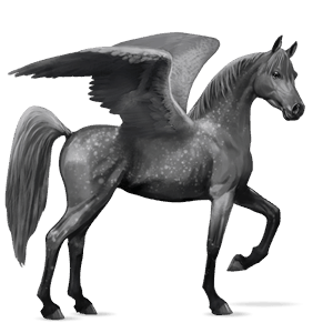 jazdecký pegas arabský kôň škvrnitý šedý