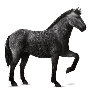 jazdecký kôň curly Čierny
