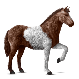 poník shetlandský pony hnedák tobiano