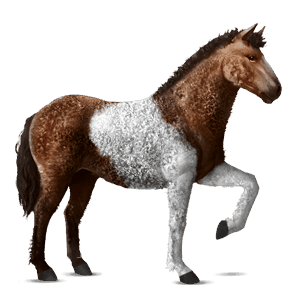 jazdecký kôň curly hnedák tobiano