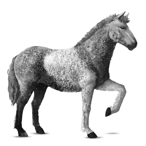 jazdecký kôň mangalarga marchador svetlošedý
