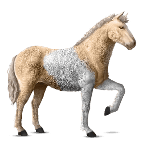 jazdecký kôň shagya arabian myšací šedý