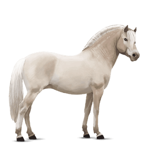 poník waleský pony myšací šedý
