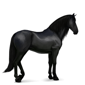jazdecký kôň anglický plnokrvník čierny