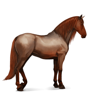 jazdecký kôň americký paint horse čierny tobiano