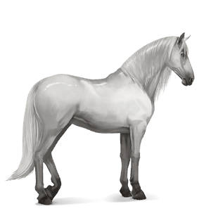 jazdecký kôň arabský kôň škvrnitý beluš