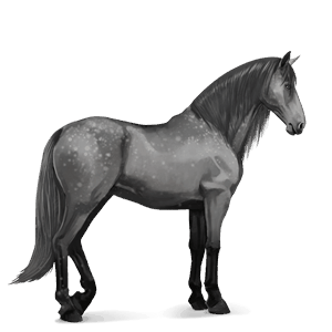 poník newfoundlandský pony myšací šedý