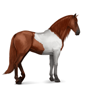 jazdecký kôň shagya arabian svetlý hnedák