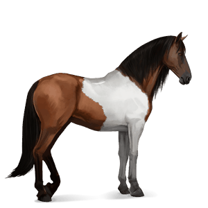 jazdecký kôň americký paint horse čerešňový tobiano
