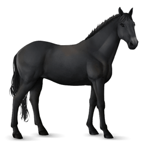 jazdecký kôň quarter horse Čierny