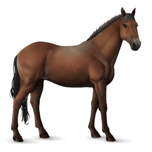 jazdecký kôň shagya arabian svetlošedý