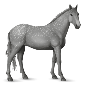 jazdecký kôň gypsy vanner myšací šedý