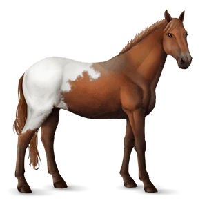 jazdecký kôň americký paint horse gaštanový tobiano