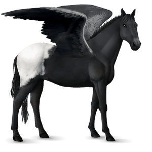 jazdecký pegas shagya arabian myšací šedý