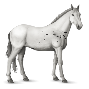 jazdecký kôň francúzsky klusák tmavý hnedák