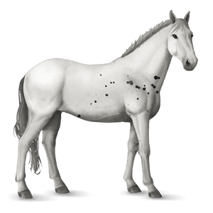 jazdecký kôň shagya arabian svetlošedý