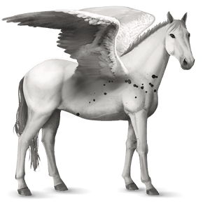 jazdecký pegas arabský kôň svetlošedý