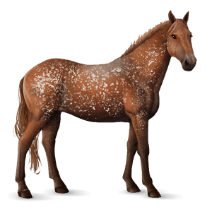 jazdecký kôň quarter horse škvrnitý šedý