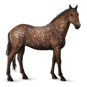 jazdecký kôň hannoverský kôň tmavý hnedák